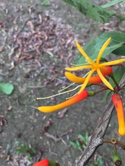 Psittacanthus dichrous