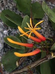 Psittacanthus dichrous