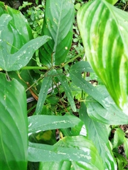Passiflora mexicana