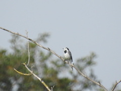 Motacilla alba