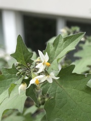 Solanum nigrum