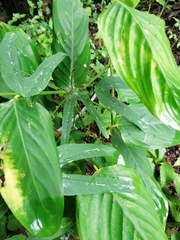 Passiflora mexicana