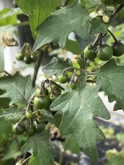 Solanum nigrum