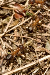 Formica exsecta
