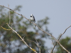 Motacilla alba
