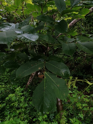Bursera cinerea Engl.