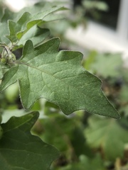 Solanum nigrum