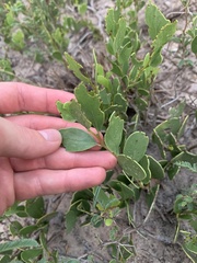 Maytenus phyllanthoides