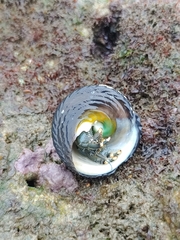 Clibanarius virescens