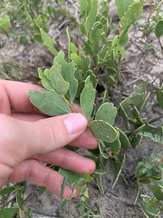 Maytenus phyllanthoides