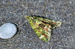 Chloroclysta siterata