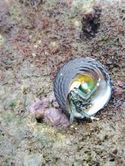 Clibanarius virescens