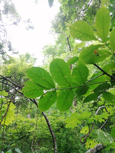 Bursera cinerea Engl. 3