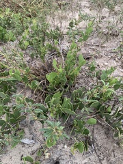 Maytenus phyllanthoides