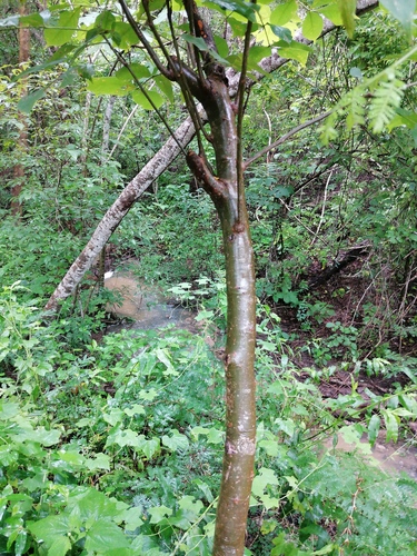 Bursera cinerea Engl. 2
