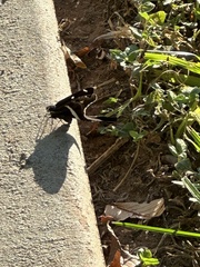 Chioides