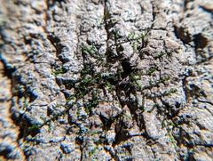 Frullania eboracensis