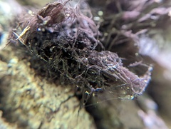 Stemonitis splendens