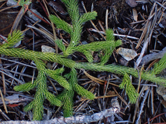 Lycopodium