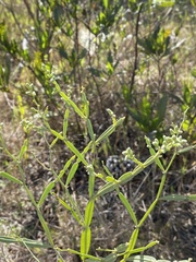 Baccharis articulata