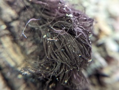 Stemonitis splendens
