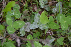 Erysiphe trifoliorum