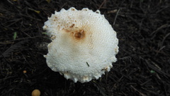 Lepiota clypeolaria