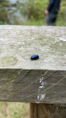 Plagiodera versicolora
