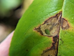 Coptodisca splendoriferella