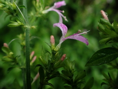 Dicliptera brachiata
