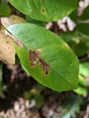 Coptodisca splendoriferella