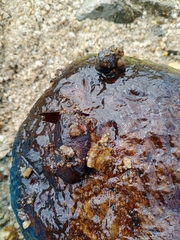 Goeridae