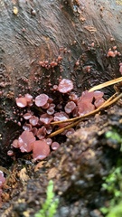 Ascocoryne sarcoides