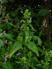 Dicliptera brachiata