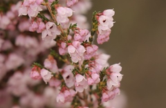 Erica quadrangularis