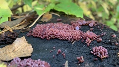 Ascocoryne sarcoides