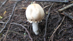 Lepiota clypeolaria