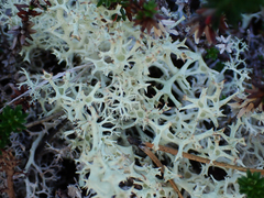 Cladonia uncialis