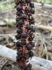 Allotropa virgata
