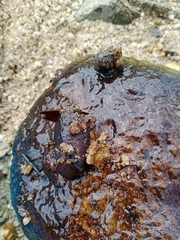 Goeridae