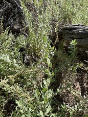Atriplex confertifolia