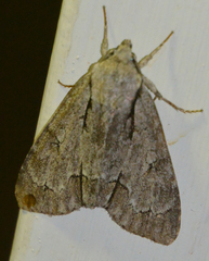 Acronicta psi