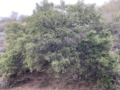 Quercus wislizeni