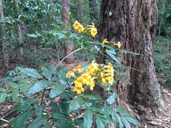 Adenocalymma validum