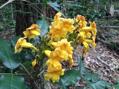 Adenocalymma validum