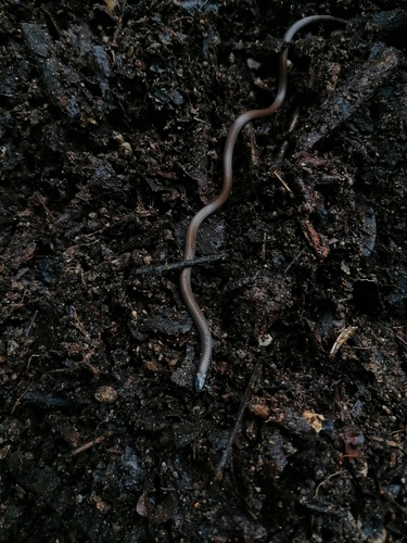 Striped Centipede Snake, Tantilla striata