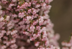 Erica quadrangularis