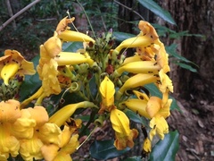 Adenocalymma validum