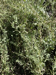 Atriplex confertifolia