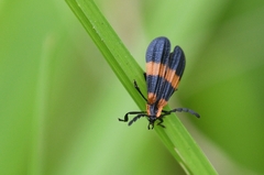 Calopteron